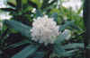whiterhododendron.jpg (50336 bytes)