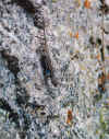 Blue-BelliedLizard.jpg (152073 bytes)