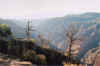 CanyonTrees.jpg (155582 bytes)