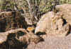 Chipmunk.jpg (143495 bytes)