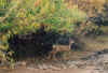 Fawn.jpg (163947 bytes)
