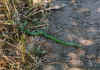 GreenSnake.jpg (193235 bytes)