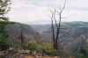 InterestingDeadTree.jpg (190027 bytes)