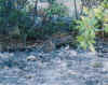Rabbit.jpg (77809 bytes)