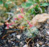 RedFlower.jpg (116747 bytes)