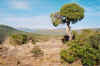 WestElkJuniper.jpg (265643 bytes)