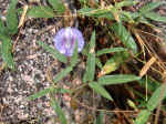 2005_0724EnchantedRock0010.JPG (295665 bytes)
