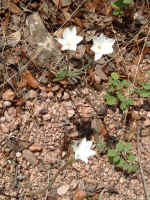 2005_0724EnchantedRock0064.JPG (328442 bytes)