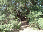 2005_0724EnchantedRock0072.JPG (364638 bytes)