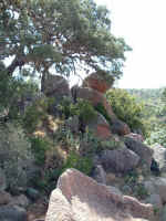 2005_0724EnchantedRock0088.JPG (269800 bytes)