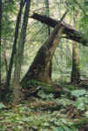 brokentree.jpg (96756 bytes)