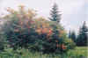 burningbush.jpg (83369 bytes)