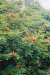 candlebush.jpg (88676 bytes)