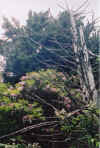 deadtreememorial.jpg (100145 bytes)