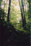 deepwoods.jpg (73119 bytes)