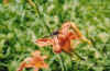 dragonlily1.jpg (54160 bytes)