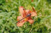 dragonlily2.jpg (52849 bytes)