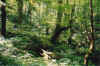 fairytalewoods.jpg (106644 bytes)