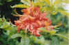 fireflowerazalea.jpg (57061 bytes)