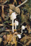 ghostflowers.jpg (60081 bytes)