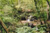 greenserenity.jpg (104869 bytes)
