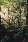 jungle1.jpg (101314 bytes)