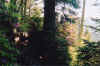 mountaingarden.jpg (86747 bytes)