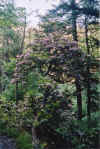 mountainlaurel.jpg (111389 bytes)