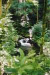 nymphpool.jpg (94334 bytes)