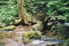 quietstream.jpg (87618 bytes)