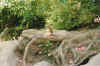redsquirrel.jpg (86615 bytes)