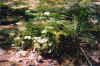 rockgarden.jpg (88608 bytes)