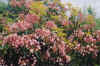 seaofpink.jpg (103415 bytes)