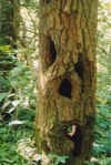 talkingtree.jpg (71921 bytes)