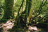walkingtree.jpg (89805 bytes)