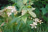 whiteflowers.jpg (49937 bytes)