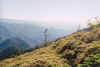 windswept.jpg (70671 bytes)